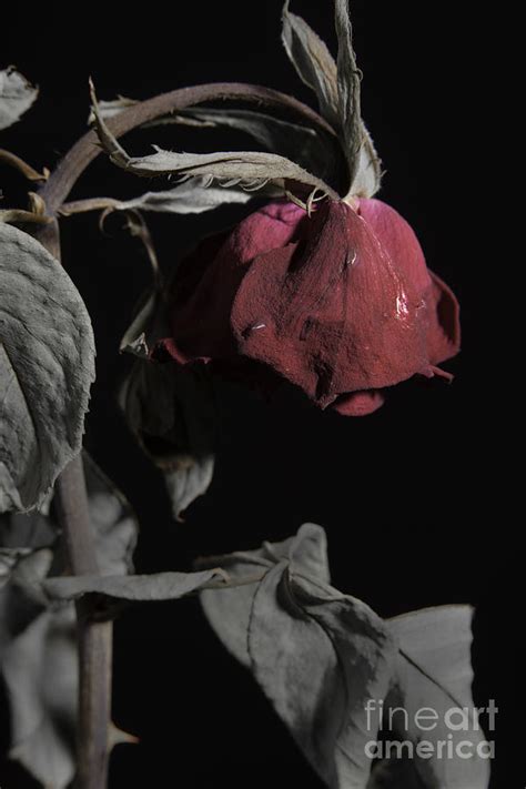 Faded Love Wilted Rose On Black Photograph By M K Miller Fine Art America