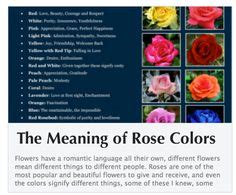 Valentines Day Roses Color Meanings Number Meanings Happy Valentine S Day Pinterest