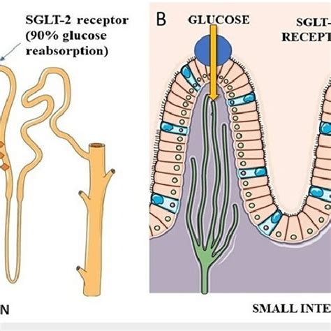 Sodium Glucose Co Transporter Sglt 1 And 2 Receptors In The Nephron