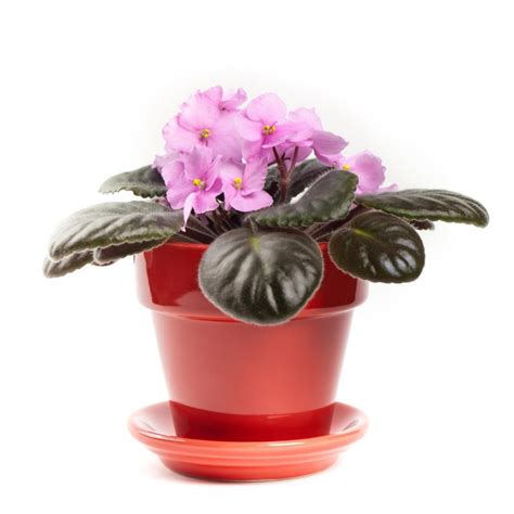 Pretty Pink African Violet Plants For Sale Free Shipping