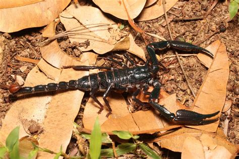 Big Black Emperor Scorpion Heterometrus Longimanus In The Jungle Stock