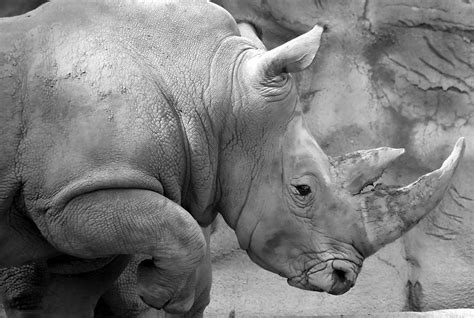 Rhino Profile Photograph By Gordon Dean Ii Fine Art America