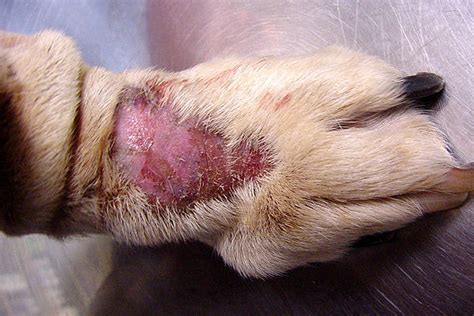 Dermatite Allergica Nel Cane Sintomi E Come Comportarsi Clinica My