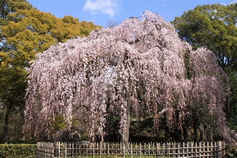 Best Weeping Flowering Trees For Small And Big Gardens Alike With