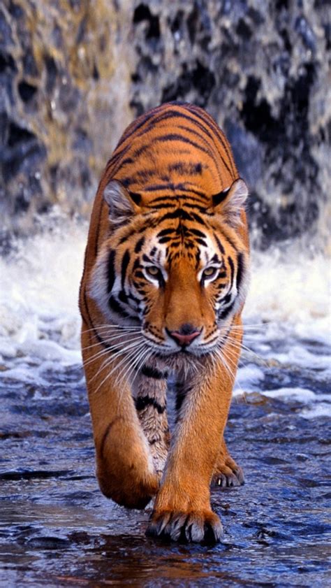 Download Tiger Hd Wallpaper For Mobile Gallery