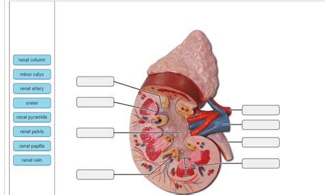Solved Renal Column Minor Calyx Renal Artery Ureter Renal