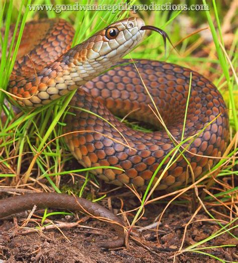 Australian Lowland Copperhead Snake Austrelaps Superbus Flickr