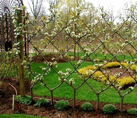 When To Plant Espalier Fruit Trees