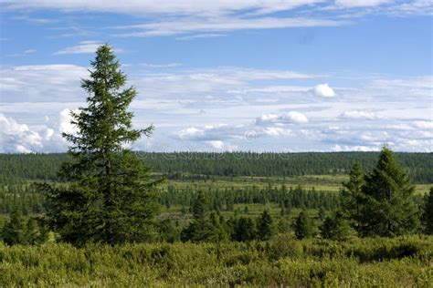 Siberian Landscape Stock Photo Image Of Taiga Shrubs 18100068