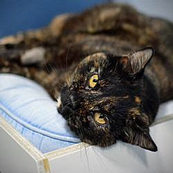 Oregon humane society 1067 ne columbia blvd. Pin on Adoptable Pets