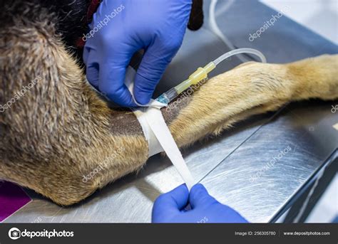 Intravenous Injection Dog