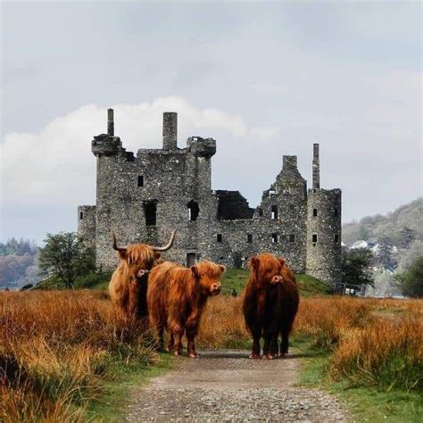 Pin By Jsy On Highland Cow Scottish Castles Scotland