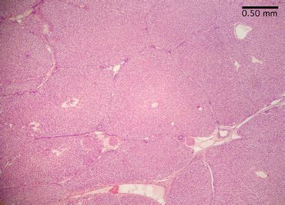 Pig Histology Liver Pig Histology Slide