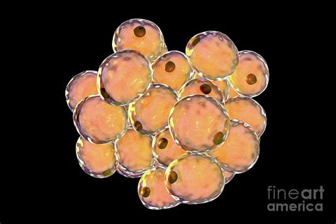Human Fat Cells Photograph By Kateryna Konscience Photo Library Fine