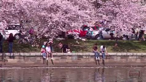 Cherry Blossom Festival In Washington Dc Youtube