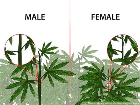 comment identifier les plantes mâles et femelles blog cannabis