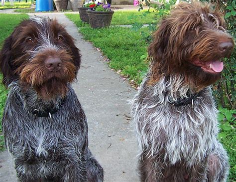 Wirehaired pointing griffons are obedient, intelligent, eager to please and easy to train. LIFE SPAN OF BRITTANY