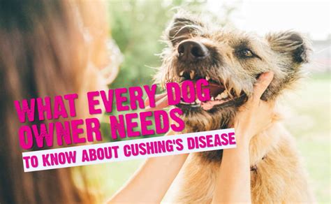 Cushings Disease In Dogs