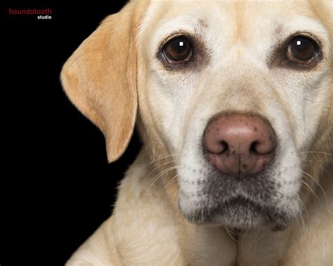 A Sight For Sore Eyes Dogslife Dog Breeds Magazine