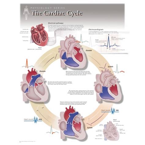 Scientific Publishing L The Cardiac Cycle Chart Laminated