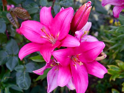 Pink wallpapers download hd beautiful cool high quality pink background wallpaper images collection for your mobile phone. Pink Lily Flower With Beautiful Pink Color Photo Wallpaper ...