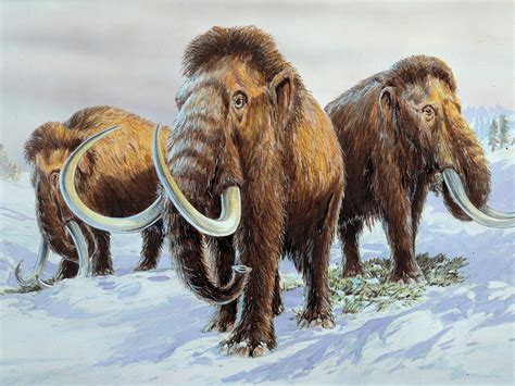 Woolly Mammoths Genes Decoded Bringing Clues To How They Died Out And