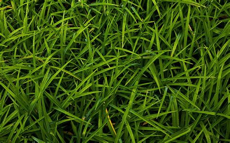 Grass With Dew Close Up Grass Textures Dew Grass Green Grass Texture Ecology Concepts Hd