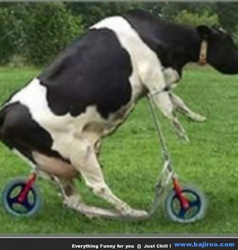 Collection Of Funny Cow You Never Seen 7 Photos Cows Funny Funny