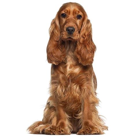 Cocker Spaniel Dog Breed Profile Personality Facts