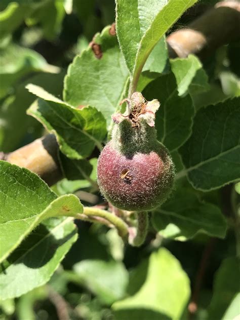 Pc) are weevils (snout beetles) that are native to north historically, they were sporadic pests of apples in western north carolina, but in recent years they. Plum curculio damage - ONfruit