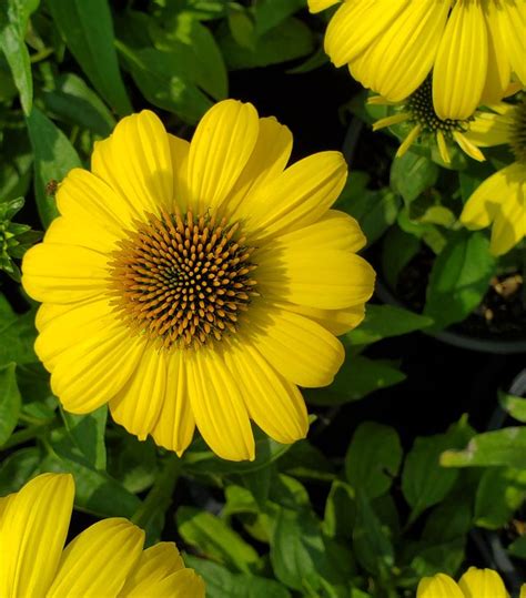 Echinacea Sombrero Lemon Yellow Improved Lemon Yellow Improved Cone