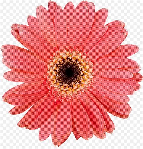 01 di 13 gerber daisy (gerberas) la varietà di colori che puoi ottenere con le margherite di gerbera sono quasi illimitate. fiore barberton margherita gerbera petalo rosa - scaricare ...