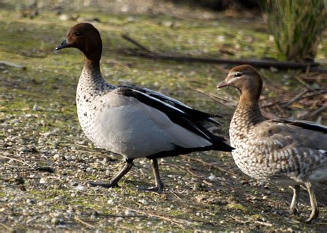 Australian Wood Duck Wood Ducks Wildlife Sanctuary Wildlife