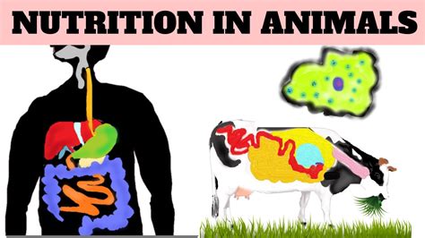 Ncert Class 7 Science Chapter 2 Nutrition In Animals Youtube