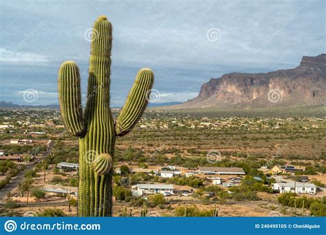 A Long Slender Saguaro Cactus In Apache Junction Arizona Stock Image