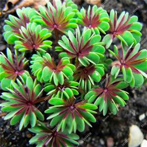 Maybe you would like to learn more about one of these? Red Oxalis Versicolor Flowers Bonsai 100 Pcs Rare Planta ...