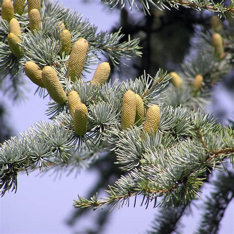 Cedrus Atlantica Glauca Pendula Weeping Blue Atlas Cedar Trees