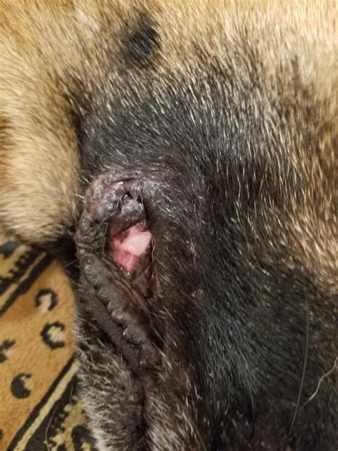 Pink Discoloration On Lipsgums Out Of Nowhere German Shepherd Dog Forums