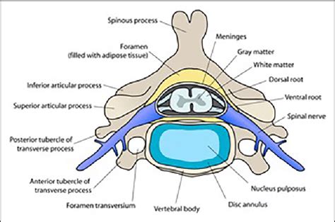 Spinal Nerves Typical Location Cervical Spine 1 Download