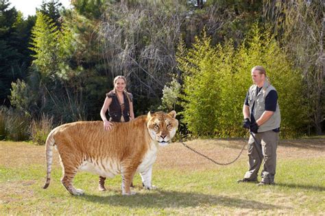 The Heaviest Liger Actually Measured By Guinness 2014