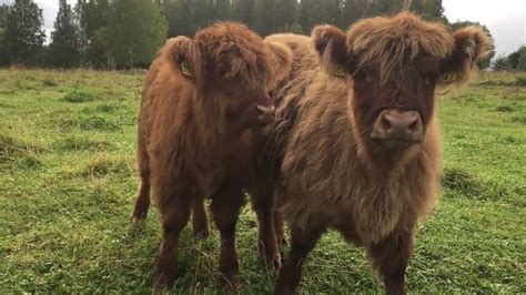 Scottish Highland Cattle In Finland Fluffy Calves Mooing