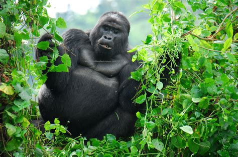 The Buhoma Sector Gorilla Trekking Safari Experience In Bwindi