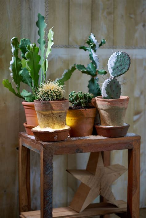 Festive Decor Ideas With Plants Plants Cacti