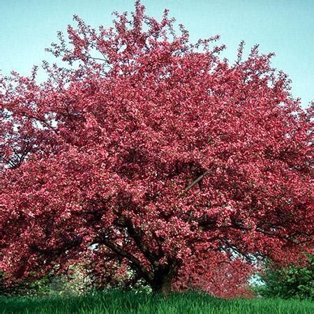 The fall makes the colors of the fruit become even more. Profusion Crabapple Trees for Sale - FastGrowingTrees.com