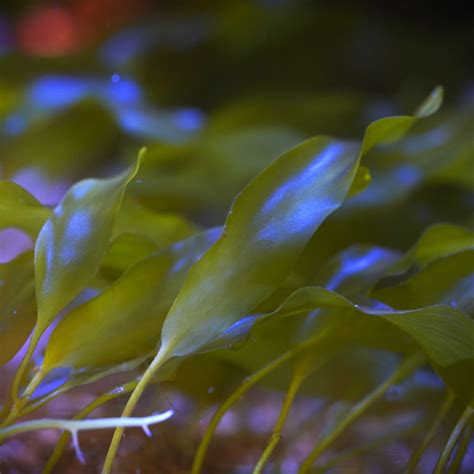 Caulerpa Prolifera Macro Algae Cut To Order Frag Reefundertheroof