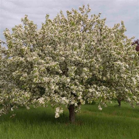 Apple Crabapple Malus Donald Wyman White Flower Farm Shrubs Landscape