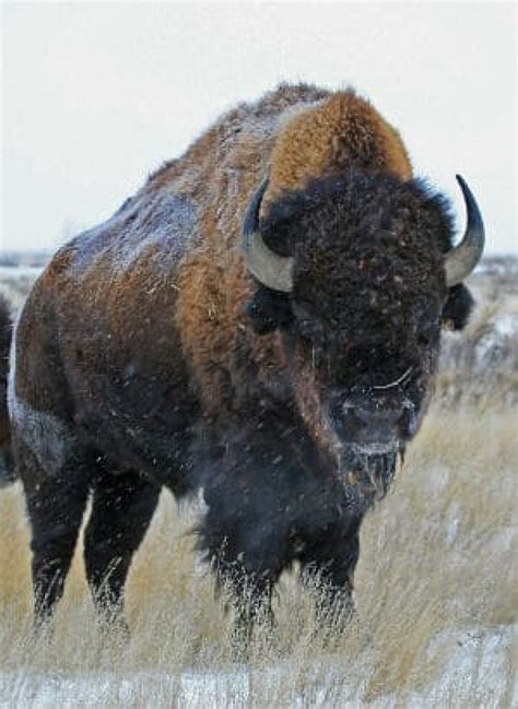 Peter Kent Announces Plans For Bison In Banff Cbc News