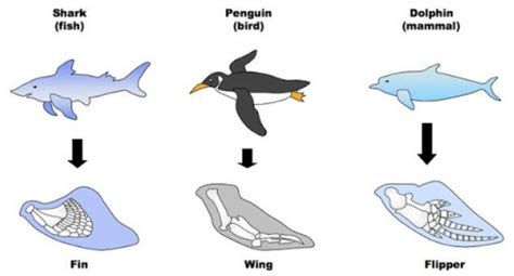 Divergent vs Convergent Evolution: Definitions ...