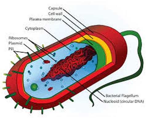 Diagram Of Vibrio Cholerae Unwanted Bacteria