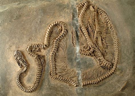 Fossil Snake With Infrared Vision Early Evolution Of Snakes In The